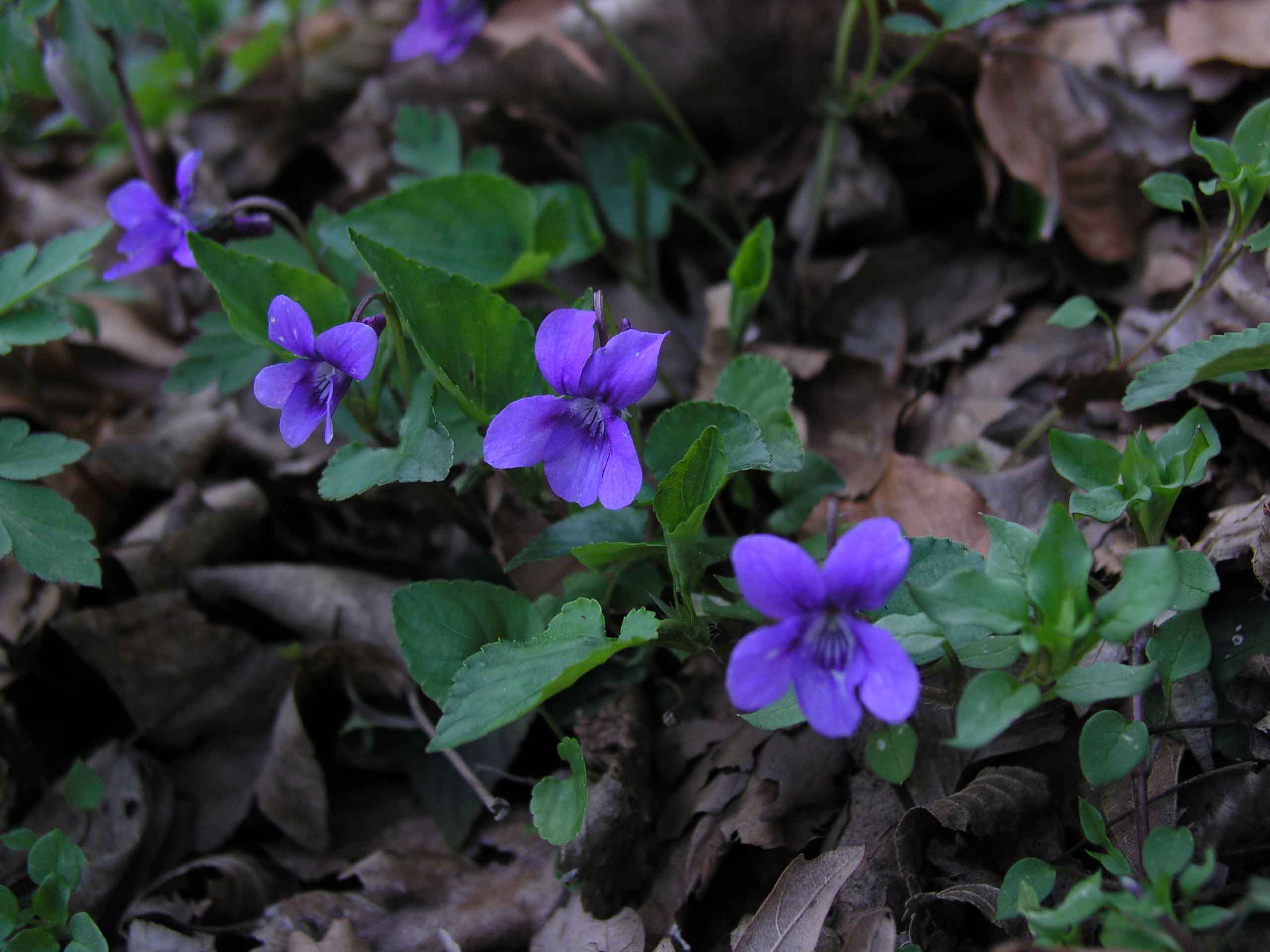 Viola reichenbachiana